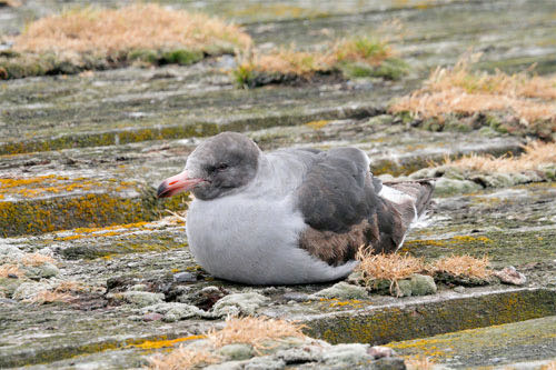 bird on the dock in the Falkland Islands